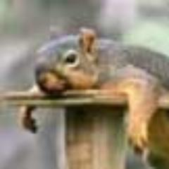 LaborChaotin's profile picture. Princess of Flies | Into Genetics | Working for a future World Leader in Biotech. Love Squirrels & Pasta (only the latter as a meal)