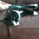 Henry Swift - @HenryCat_says - Twitter