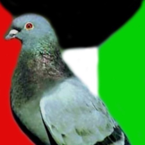 كويتييين غيورين على بلدنا، نتمنى له الأفضل دائما