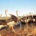 Oudtshoorn Tourism  (@comptourism) Twitter profile photo