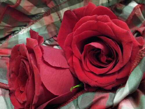 ` لآ اجيد سوى الضحك و معآملة الناس بحسن نيه وشخصيتي متواضعه و لم اجبر احد آن يححبني ♡ وتغريداتي متنووعه.... الخاإص للبناإت فقط..