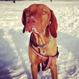 GreenwichVizsla's profile picture. Dog. Lives in Greenwich, plays with other dogs and loves balls. Doesn't like children or unexpected deliveries to the house. I shall catch a squirrel one day!