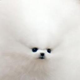 はれて仲間入り(ω`)