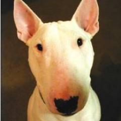 jdawgdinnes's profile picture. 