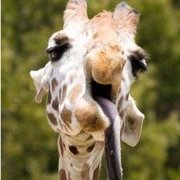 IreneSkelter's profile picture. 