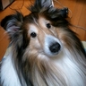 siftygloria's profile picture. 2015.5.24.16:00シェルティのセーブル♂シフティ１０才虹の橋の草原へ。心にぽっかり空いた穴の形はシフティのシルエット。利を求めず、義を惜しまず。  台湾に行きタイワン。