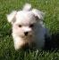 Who has the the cutest dog worldwide? Winner gets weekly US$ 50. More info at the cutestdog site.