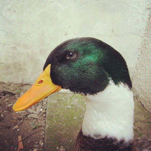 Cibil_Duck's profile picture. Bir ördeğin hikayesi...