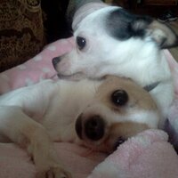 Tricia McG (@tcos79) 's Twitter Profile
