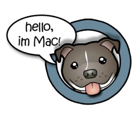 Say hello to Mac! Im Mac the Blue Staffordshire Bull Terrier and work @AtticWebDesign I want to change the way humans think of #staffies 1 human at a time :)