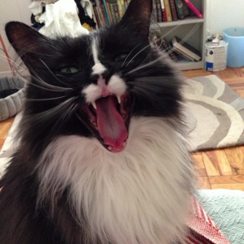 karyncough's profile picture. In favor of fun.