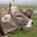 Jamie Keough - @jamiekeoughshc - Twitter