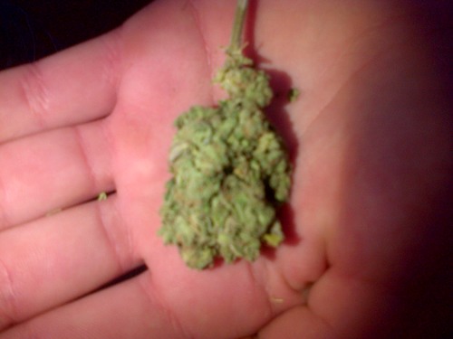 weedpoppin's profile picture. weed tweets, smoke it all day everyday. get the best...follow