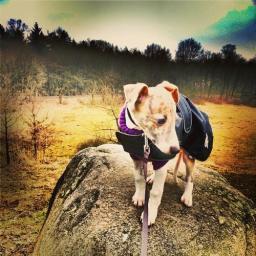Roo is a young Whippet that lives in Germany.  His blog follows his life and provides useful information about the breed (and other fun dog facts)!