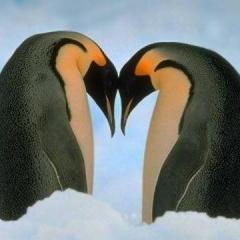 lavryshka77's profile picture. Чем меньше роешься в системе, тем реже падает она.