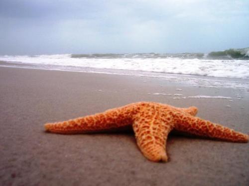 Oceans Day celebrates our living oceans and all who live, work or play on it. To be celebrated in Campbell River on Saturday, June 8, 2013 10am - 3pm.
