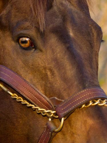 A Tradition in Equine Excellence for over 50 years!