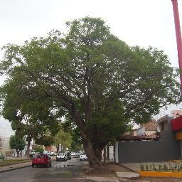 Me gusta la naturaleza y sus formas caprichosas Amloísta a morir