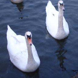 bugmanager's profile picture. 