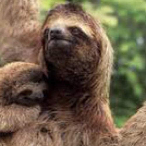tweeting the swag life of a cheering sloth