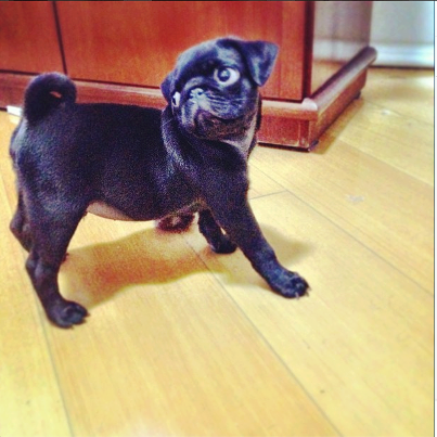 Seth El Dogson Rippi de Menezes.