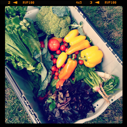 MontclairCSA Profile Picture