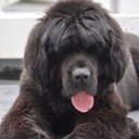 Holly McNally - @sundaywithrosie - Twitter