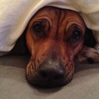 pete (@champagneaeropl) 's Twitter Profile