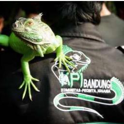 KPI bandung adalah wadah untuk pecinta Iguana di Bandung dan merupakan sarana untuk berbagi ilmu tentang cara perwatan iguana khusus nya di daerah Bandung.