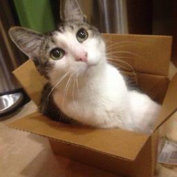 Gato de Estimação do @MrGrabeel | I'm the pet cat of Lucas Grabeel and Emily! Love My owners