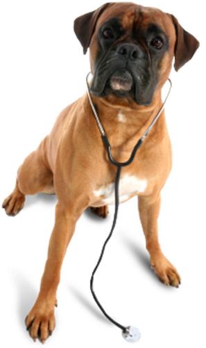 camelbackanimal's profile picture. Camelback Animal Clinic 
1025 E. Camelback Road
Phoenix, Az 85014
602-595-4020

We are a full service Veterinary clinic located in central Phoenix.