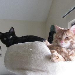 BaseballCatBlog's profile picture. Rescue cats named after characters from A League of Their Own trying to fill the big paws @SeabassCat left when he went OTRB.