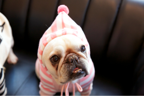 フレブルマニアですが、鼻ペチャ犬大好きな私です！！わんちゃんのお洋服のデザイナーしています。尊敬している人は、ウォルトディズニー!ROCK大好き！