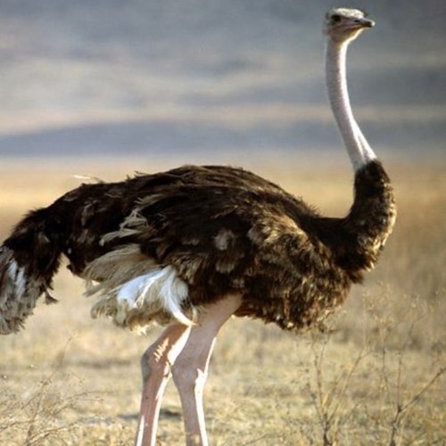 Im an Ostrich son, I hang out at yo momma's house.