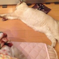 まりむめも (@mari_mu_me_mo) 's Twitter Profile Photo