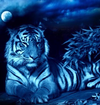 zaidk00's profile picture. 