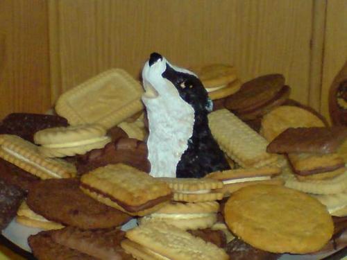 Badgers & Biscuits The cure for boredom is curiosity. There is no cure for curiosity.