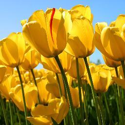 lonely266's profile picture. الله ثم المليك ثم الوطن  احب بلدي وافتخر انني احد ابناء السعوديه العظمى