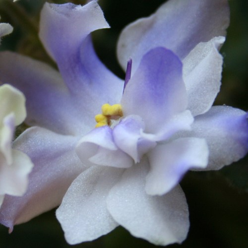 Silliest_Girl's profile picture. 