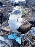 My name is Carl just your friendly neighborhood booby . #TeamSwimallDayFlyallNight #TeamfollowBack