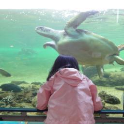 seapara773's profile picture. 八景島シーパラダイスの『シーパラプレミアムパス(年間パス)』を購入しております。行く機会が多いので色々と情報発信をして行きます。夫婦と娘１人の3人家族です。
宜しくお願い致します。