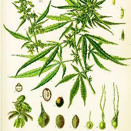 TheGanjaLife Profile Picture