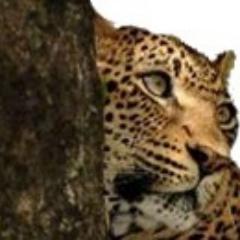 Smile to Africa Adventure has extensive experience in organizing tailor- made safaris to East Africa based around each client’s individual