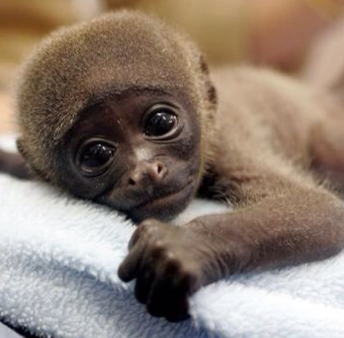 AnimalsSavior's profile picture. We have dedicated our lives to fight for animals right and cruelty. Help us to fight for those who can't fight for themselves! Go to our website to DONATE! USA