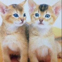 Kazukomama (@6120kazukomama) 's Twitter Profile