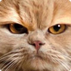 Кот - создание, которое играет с мышью и воображает, будто перед ним - человек. 
(Леонард Луис Левинсон)