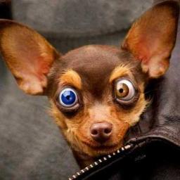 Easy to love. Easy to share. || Viral || Buzz || Word-of-mouth || Marketing || Trends || Culture || Funny
