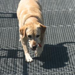 danatalava's profile picture. 