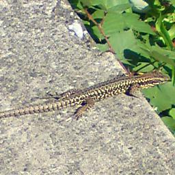 Rigichris's profile picture. 