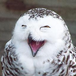 BenBeyazPislik's profile picture. 